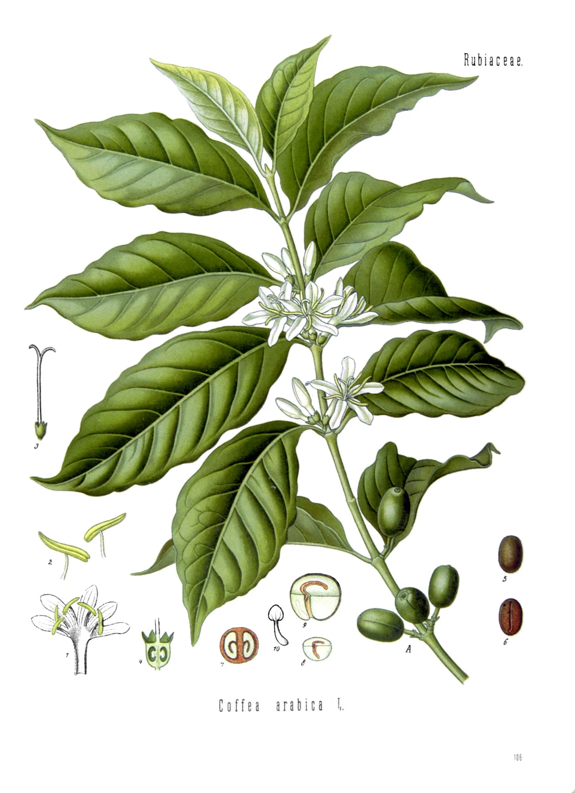Planche botanique d’une branche d’arabica avec feuilles, fleurs blanches, cerises et coupes détaillées des graines