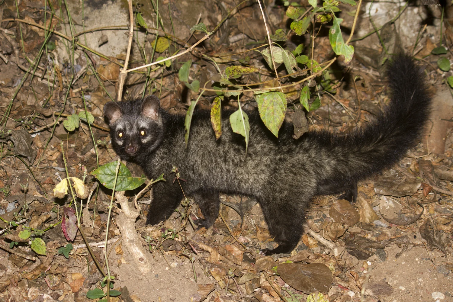 Civette palmiste asiatique photographiée de nuit dans le Mudumalai National Park