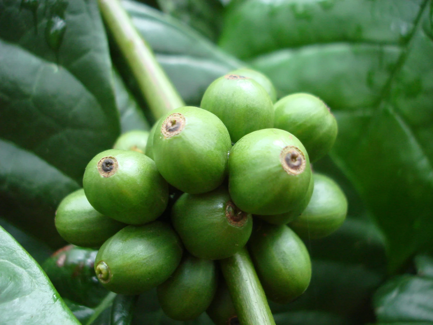 Grappes de baies vertes immatures de Coffea canephora sur un caféier
