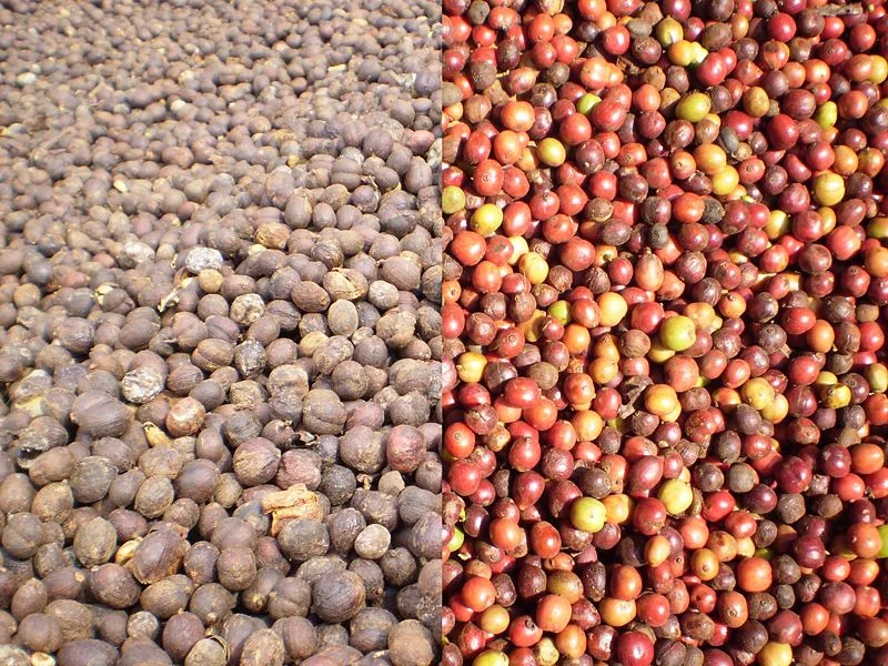 Café robusta récolté et séché présenté côte à côte