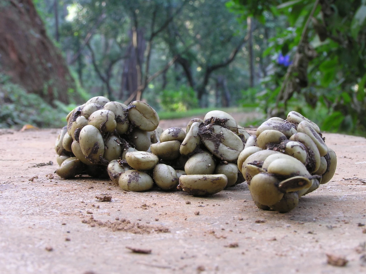 Graines de café Arabica visibles dans des excréments de civette au Karnataka, en Inde